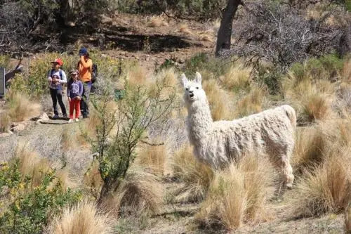 Tierra Merlina