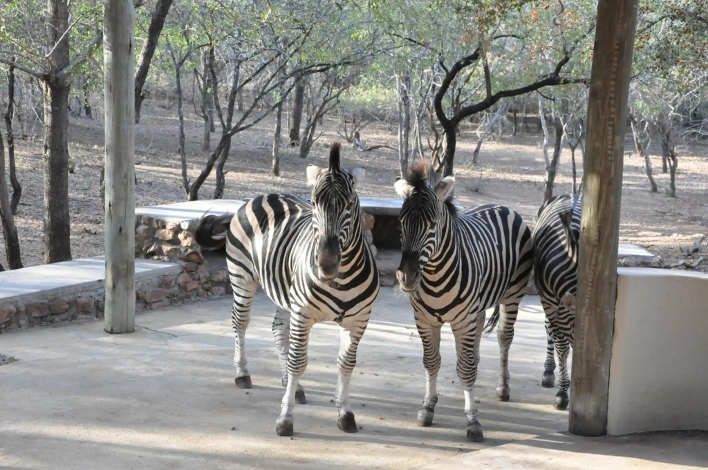 Treetops vakantiehuis bij Krugerpark