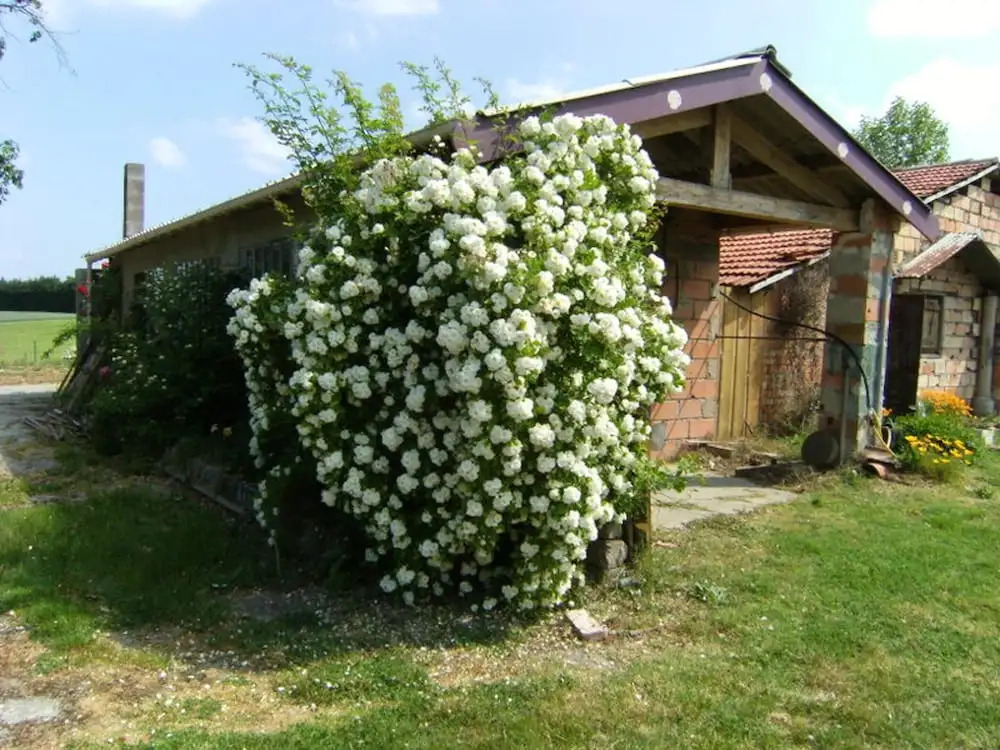 House With 3 Bedrooms in Moissac, With Pool Access, Enclosed Garden an