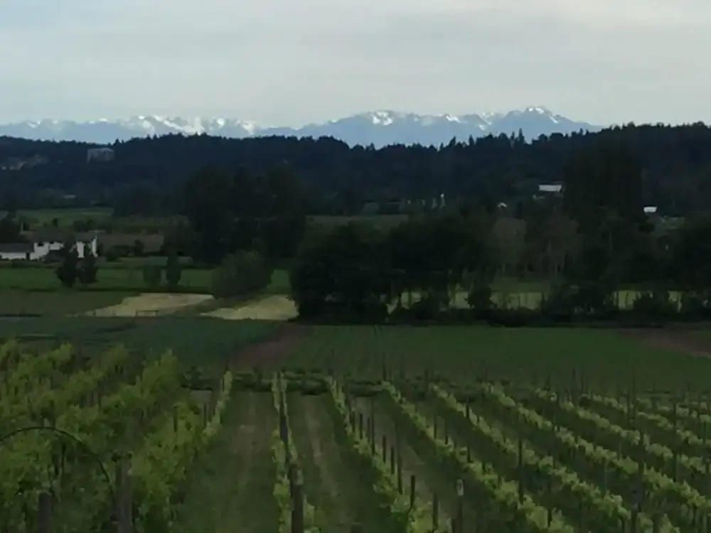 Parsell Vineyard