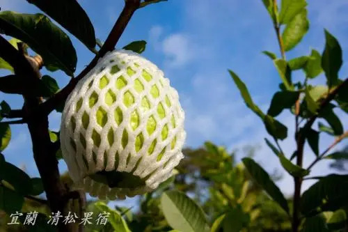 Qing Song B&B