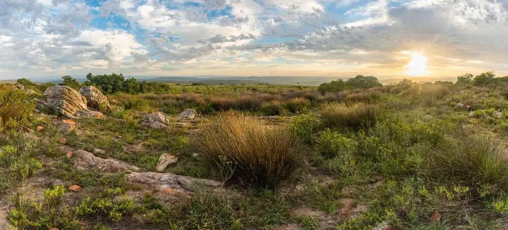 Lobengula