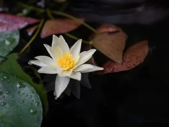 the South Flower of Fanjingshan City Has Opened A Guesthouse