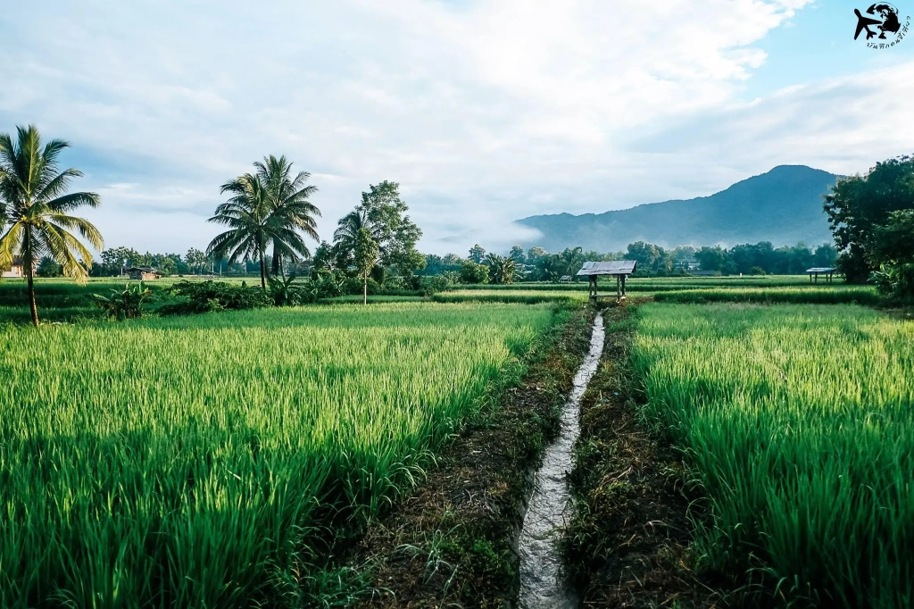 Hinpha homestay