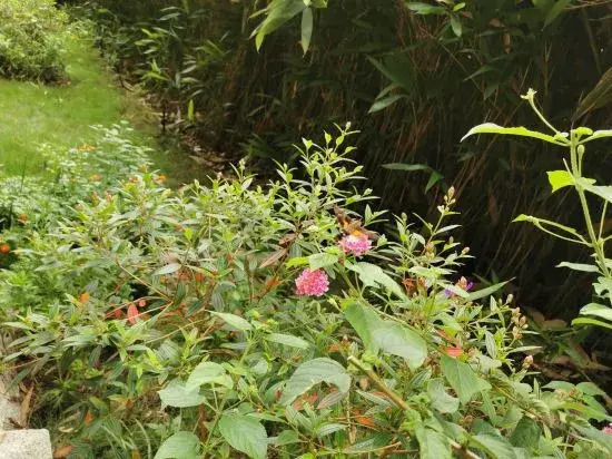 Dielianhua Guesthouse