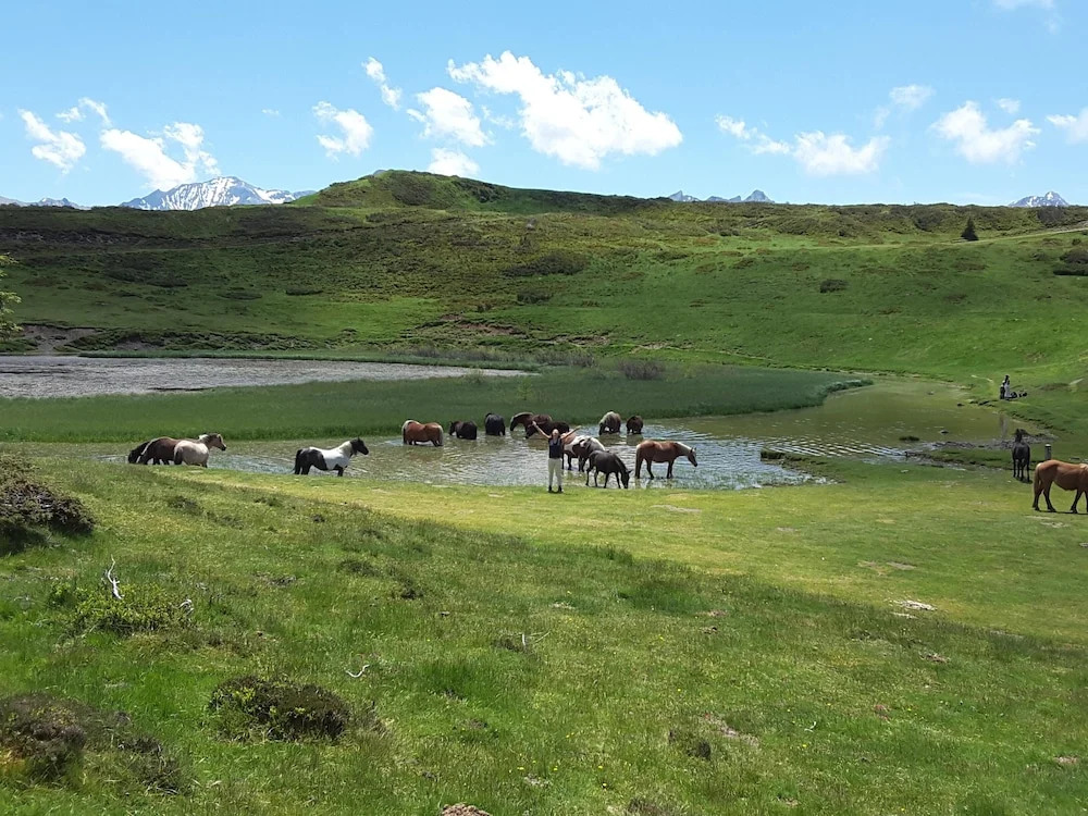 Les Hauts de Hurlevents - Le Buffalo
