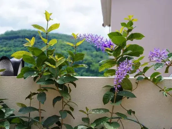 Sato-Hill Homestay