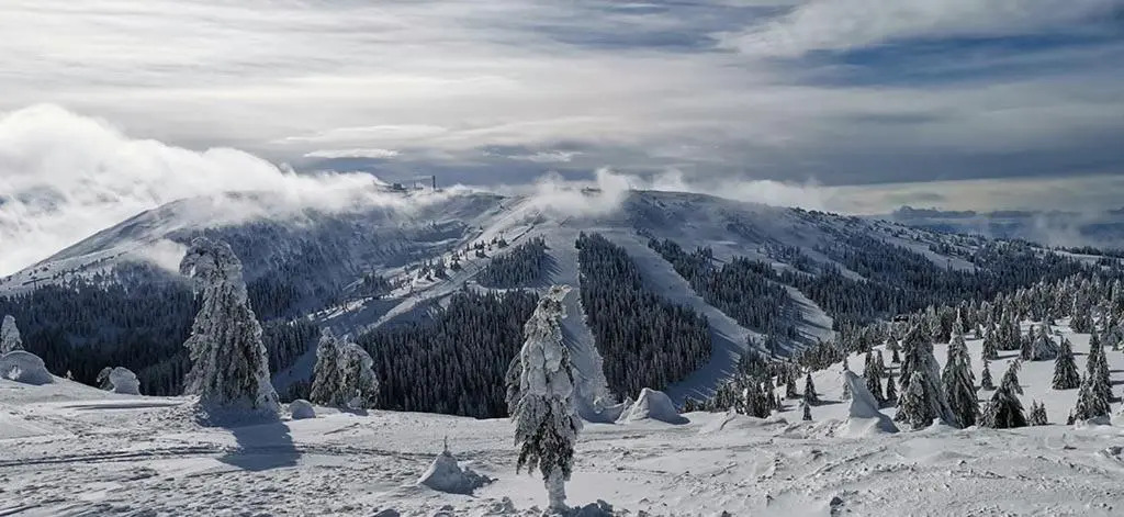Eagle View Milmari N81