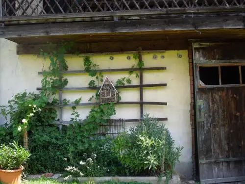 Frühstückspension Kammerer "Zum Grünen Baum"