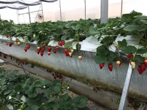 So 10 Home Garden