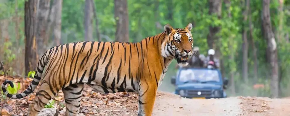 Wild Pastures by nature resorts & stays