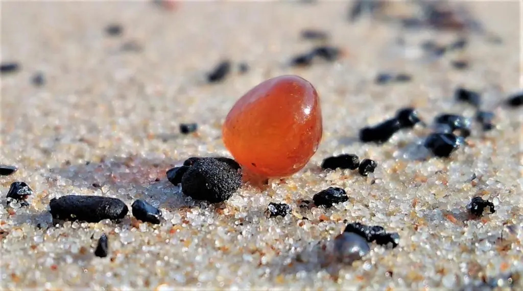 Cardinalis house