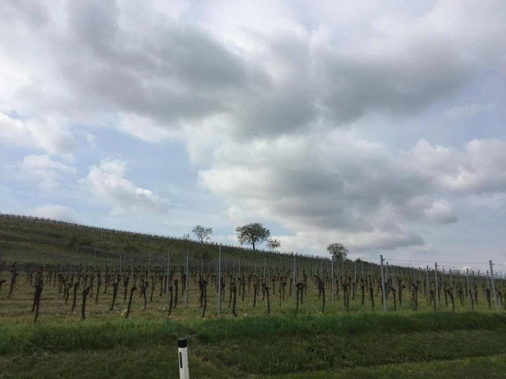Winzerhof Agerlhof