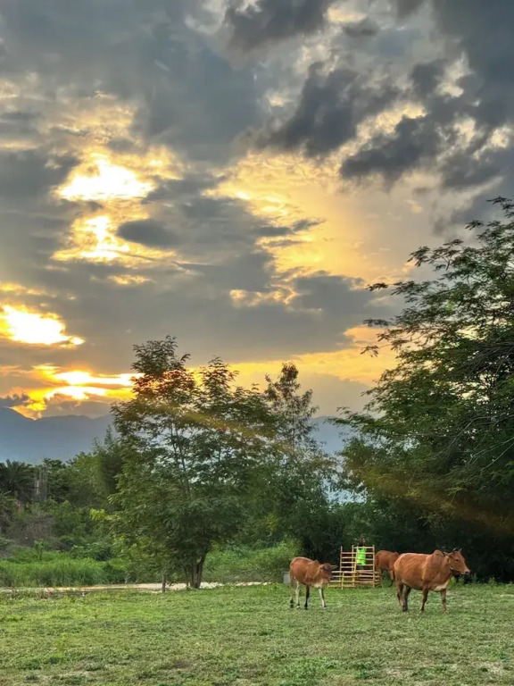 The Nest, Pai Love Resort