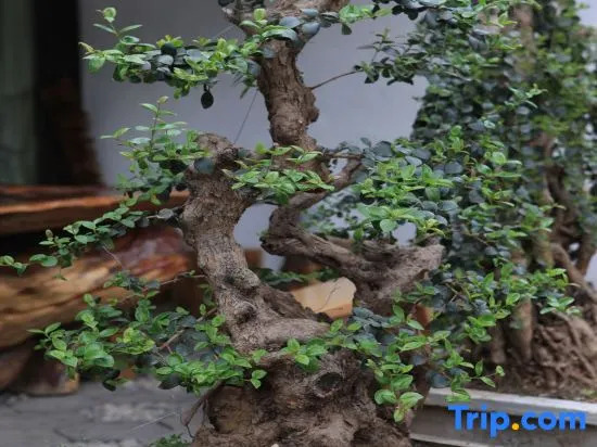 Youtang Cloud Station | CourtyardZen-style Inn (Lijiang Shuhe Ancient Town Branch)