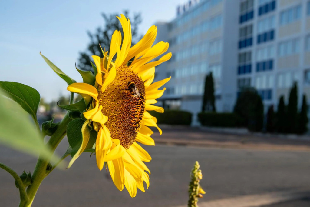 Отель BeeVillage Messehotel Hannover-Laatzen