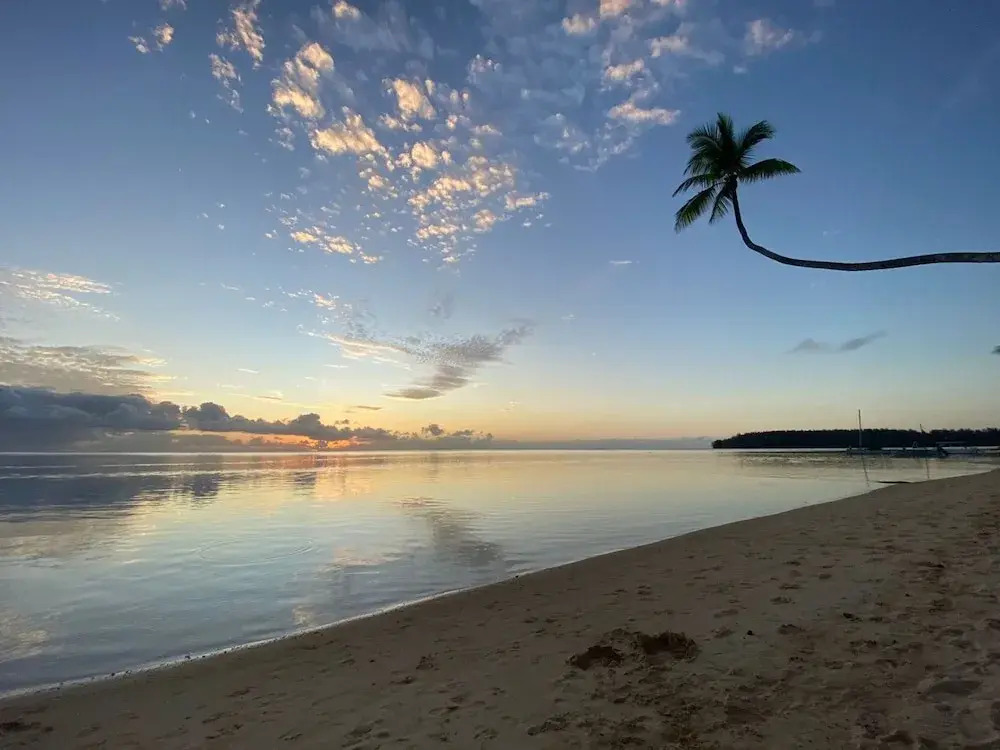 Moorea - Tropical Nest