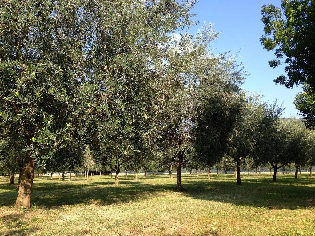 Agriturismo Corte Moranda