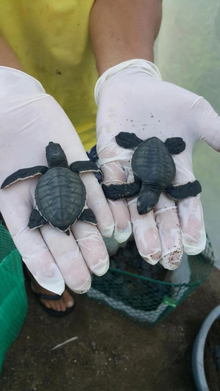 Life for Life Hostel Lodge Drake Bay Home of Sea Turtle Marine Conservation Project Osa Peninsula near San Josecito Beach