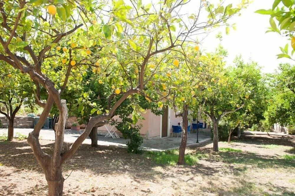 Nel Giardino Dei Limoni