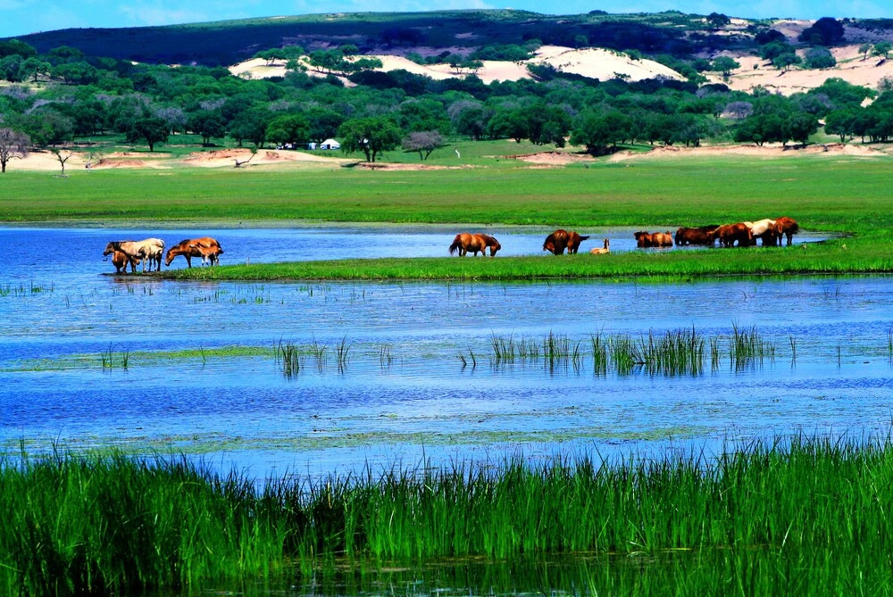 Xilingol Auspicious Horses