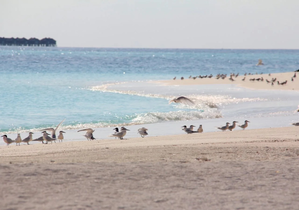 Dhivehi Experience