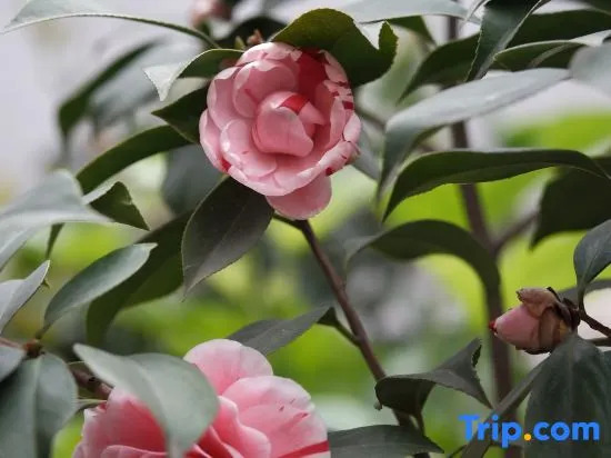 Zuoan Hotel