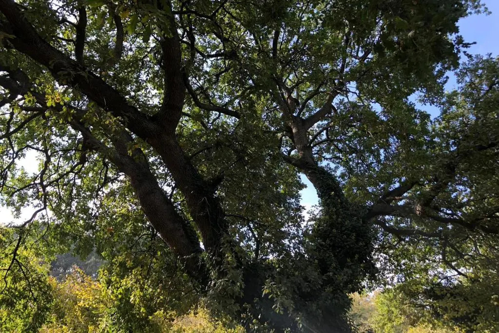 Glamping Poggio Imperiale Marche