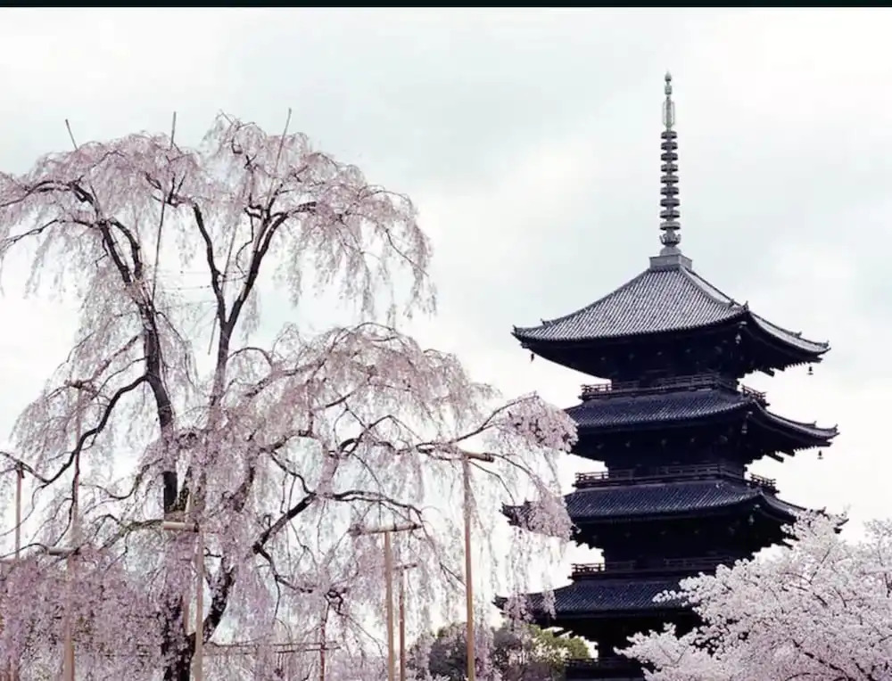 HANABI Kyoto