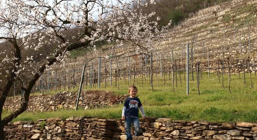 Weinbau Weidenauer