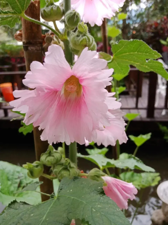 Yi Jia Yuan Homestay
