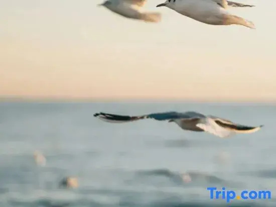 Utopian Seaside Homestay (Gold Coast)