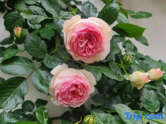 Shiguang Bieyuan Homestay