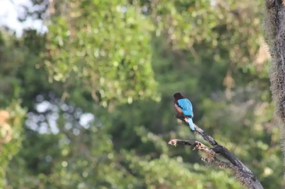 Viveka Inn Guest and Yala Safari
