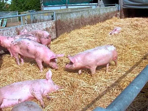 AU NID DOUILLET DE LA FERME CHAUVET