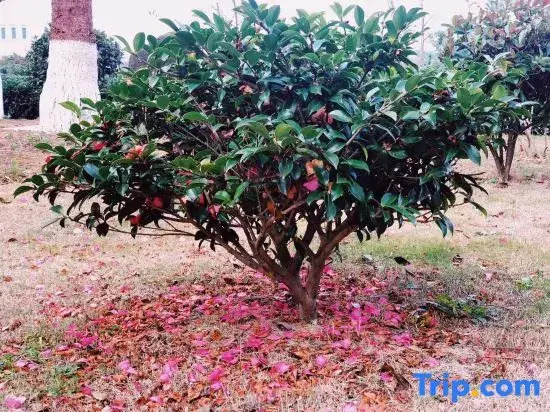 Zhoushan Peach Blossom Island Play Sand Sea View Homestay