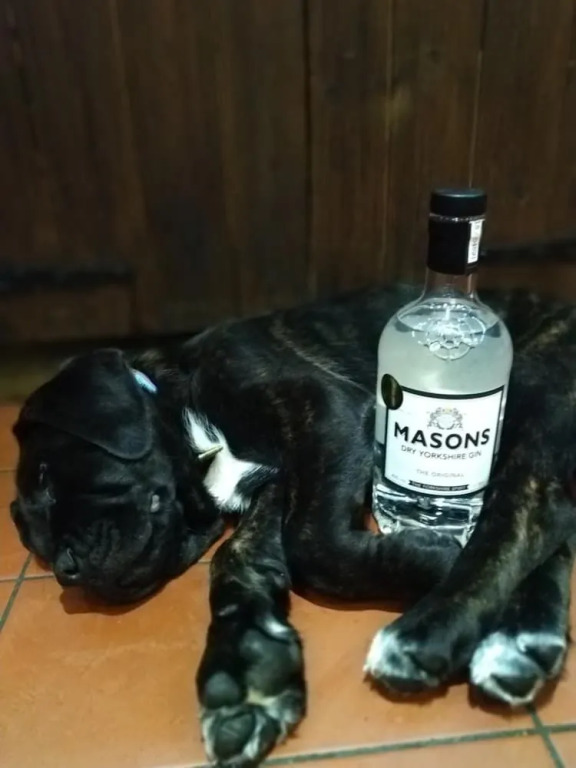 The Masons Arms
