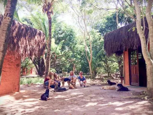 Nature Retreat with Healing Dogs in Brazil