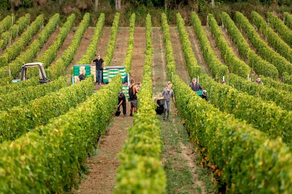 Petit Monlot - Saint-Emilion
