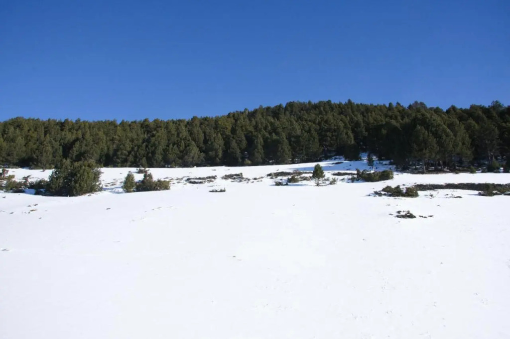 Aptos Colells