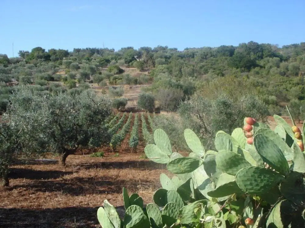Bed and Breakfast Tenuta Sicilia