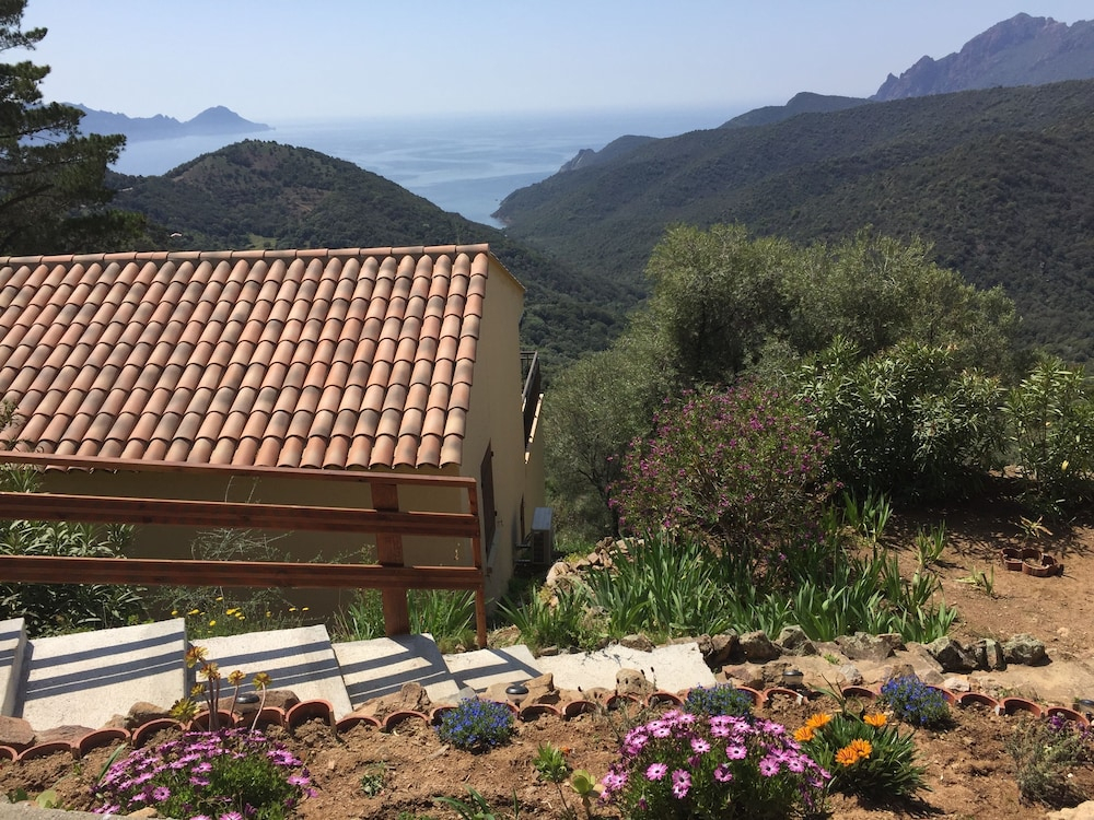Les Asphodèles