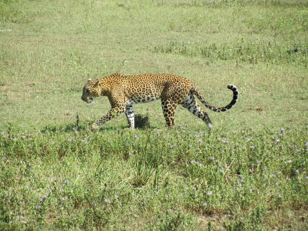 Yala Big Game Drive with Heina Eco Team
