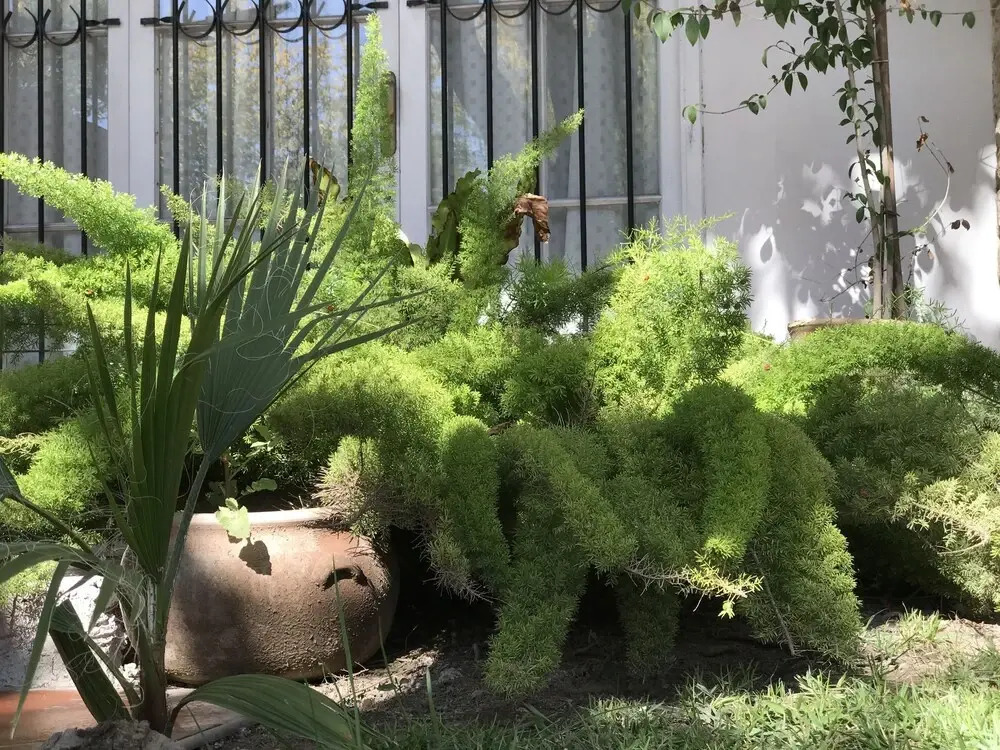 Plan Rokama Suite 586