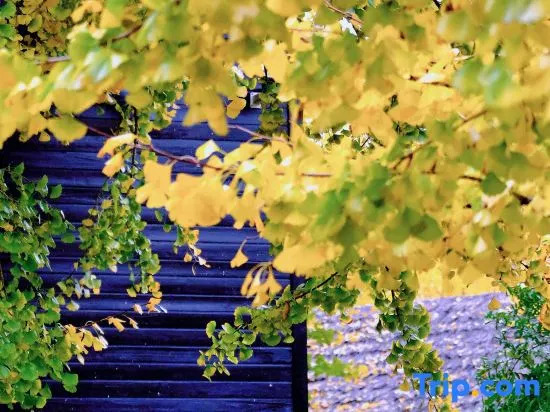 Suzhou Ruixiangyuan · Ginkgo Garden Villa (Taihu Lake Eastern Mountain)