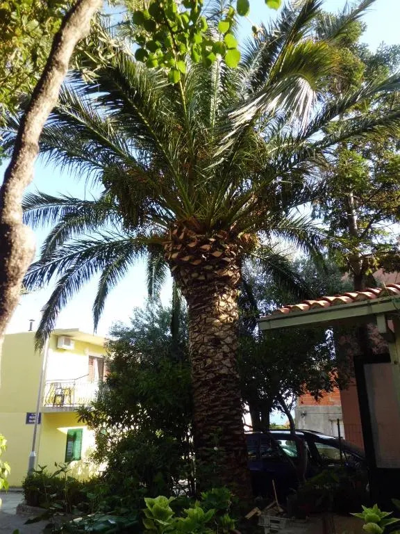 Apartments Viskovic