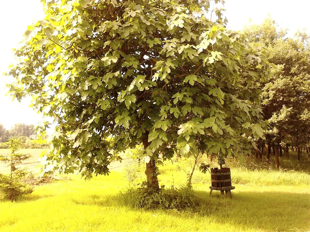 Green Fields