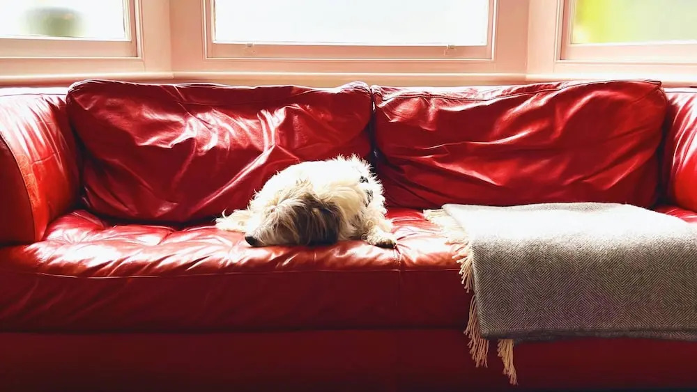 Lovely 3-bed Apartment & Garden & dog Friendly