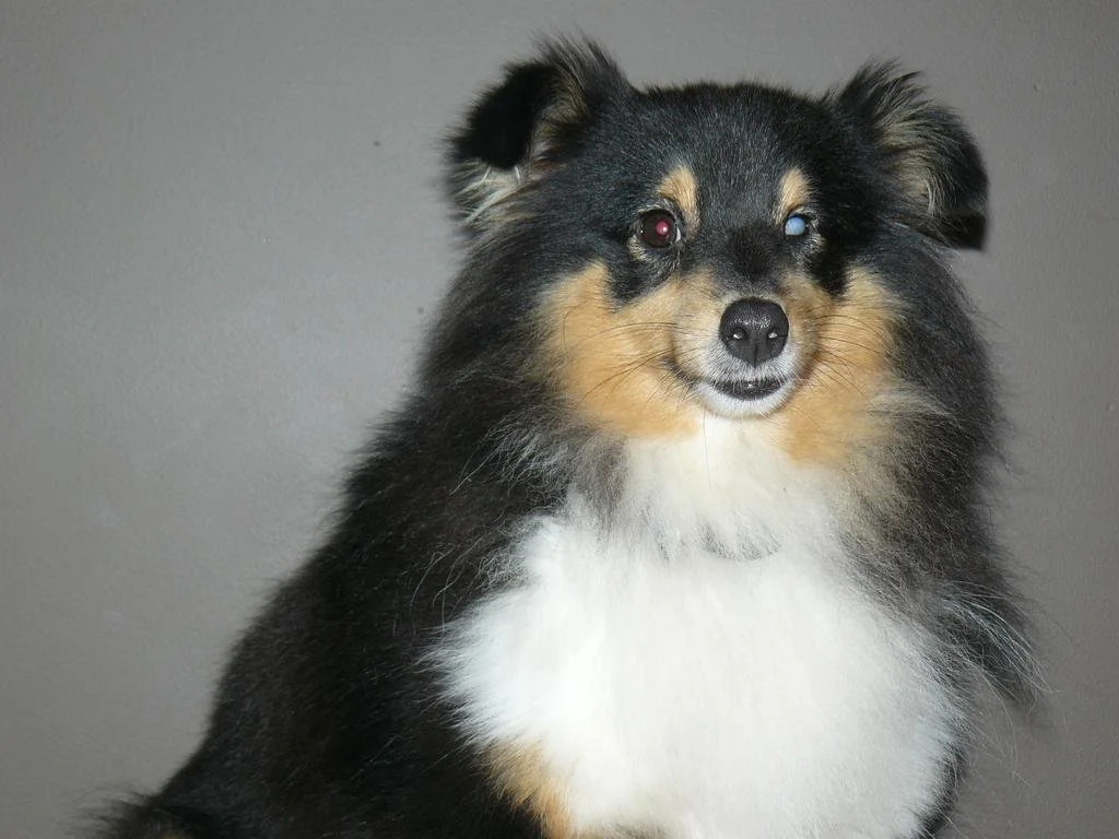 BB Jo-Li