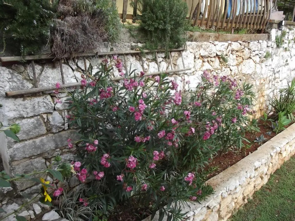 Apartments Vinetilia